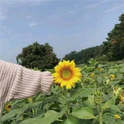 胡闹三国q传bt变态版下载